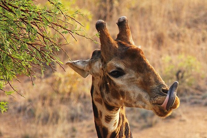 Half day wildlife tour to Nairobi National Park Game Drive with Pickup/Drop off - A guide such as Steve adds useful context