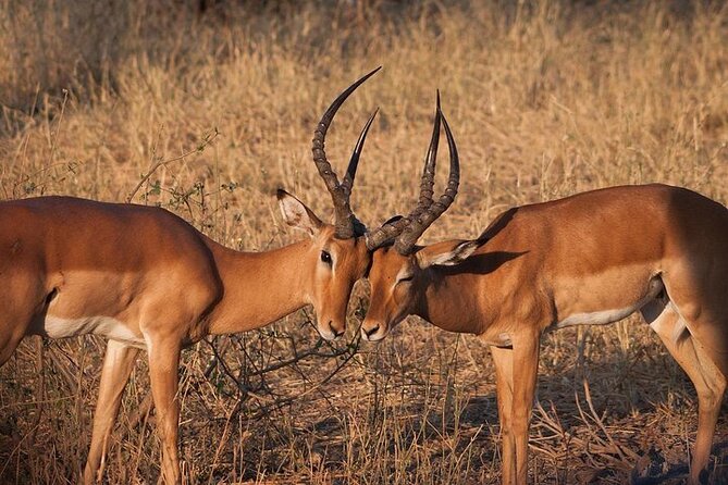 Half day wildlife tour to Nairobi National Park Game Drive with Pickup/Drop off - Looking for rhinos, lions, and other wildlife