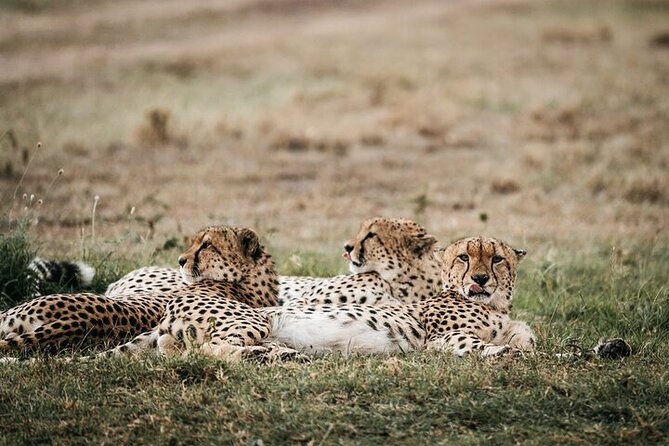 Half day wildlife tour to Nairobi National Park Game Drive with Pickup/Drop off - The Ivory Burning Site adds a serious moment