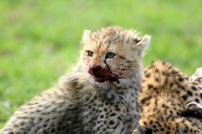 Half day wildlife tour to Nairobi National Park Game Drive with Pickup/Drop off - What the $45 price really covers