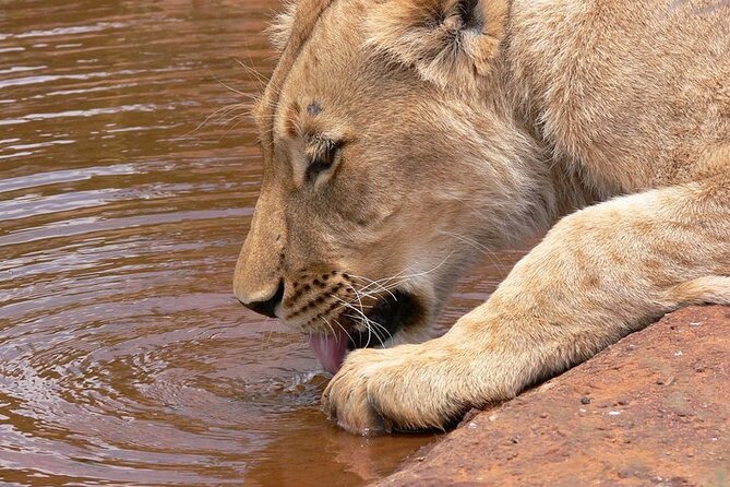 Half day wildlife tour to Nairobi National Park Game Drive with Pickup/Drop off - Early morning is the smart choice