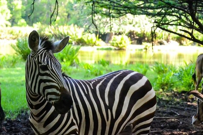 Haller Park Half-Day Tour from Mombasa - Why Haller Park makes a good Mombasa outing