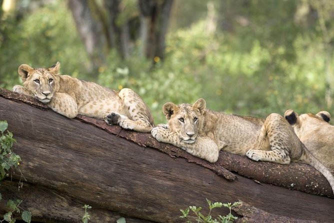 Haller Park Half-Day Tour from Mombasa - What the afternoon schedule feels like