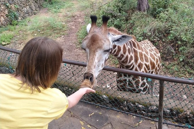 Haller Park Tour observing hippos, giraffes, birds, monkeys, crocs & others - Hotel pickup and the value of a private outing