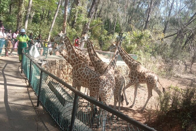 Haller Park Tour observing hippos, giraffes, birds, monkeys, crocs & others - Hippos and crocodiles bring a different kind of drama