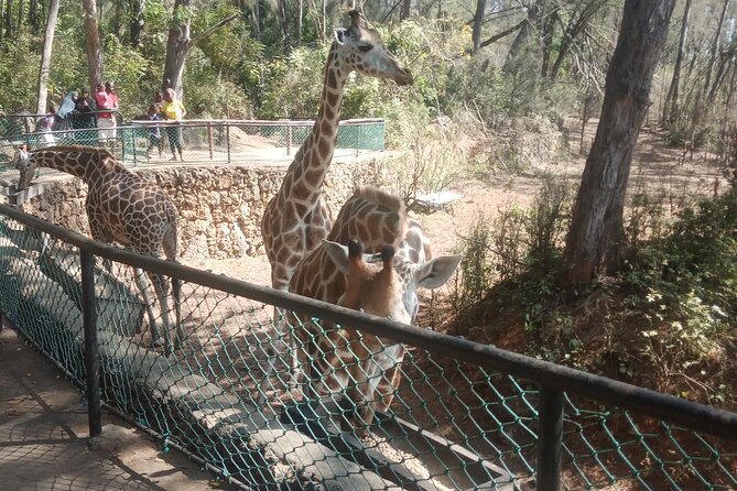 Haller Park Tour observing hippos, giraffes, birds, monkeys, crocs & others - Birds and smaller sightings reward a slower pace
