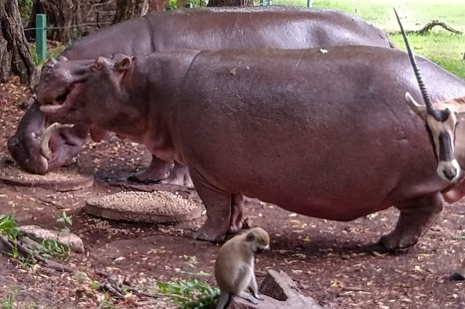 Haller Park Tour observing hippos, giraffes, birds, monkeys, crocs & others - Giraffe feeding is the tour’s most hands-on moment
