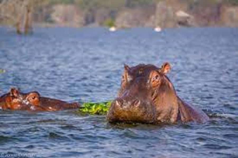 HELL'S GATE AND LAKE NAIVASHA BOAT RIDE FROM NAIROBI. - The real cost of the $75 tour