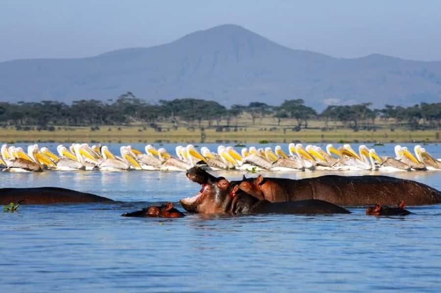 HELL'S GATE AND LAKE NAIVASHA BOAT RIDE FROM NAIROBI. - Who should choose this experience