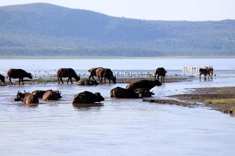 Hell's Gate and Lake Naivasha Guided Day Trip - The road from Nairobi to Hell’s Gate