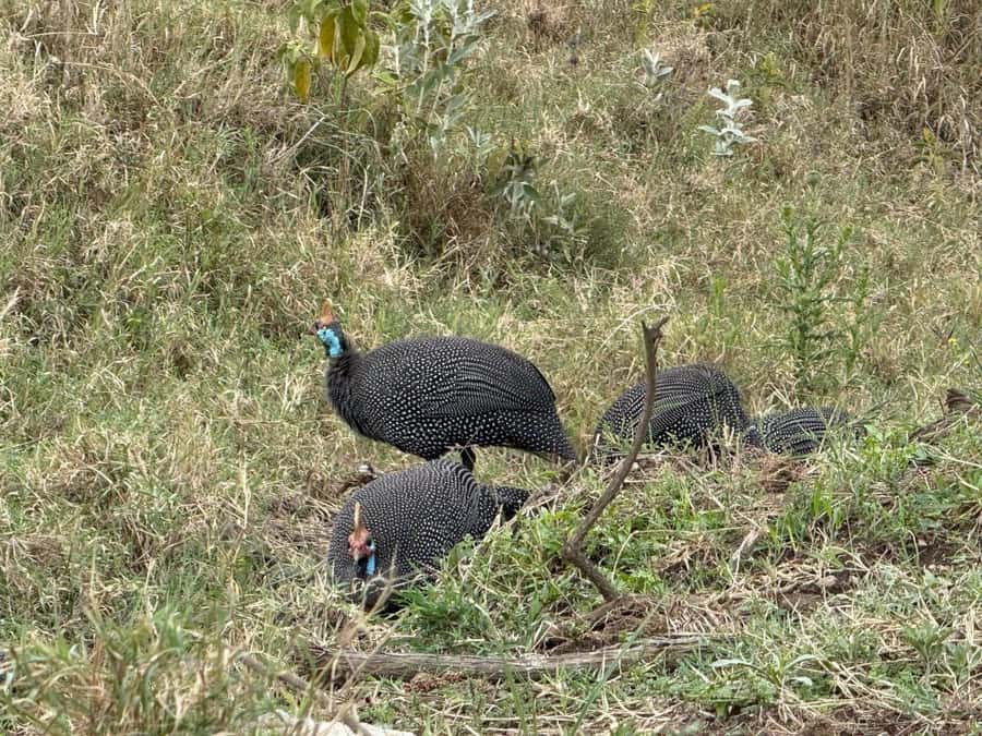 Hell's Gate Bike Ride & Crescent Island Boat Ride Experience - Lake Naivasha changes the mood