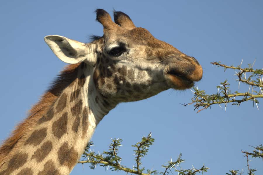 Hell's Gate & Lake Naivasha: Bike Tour, Hike & Boat Ride - Fischers Tower for an optional climbing challenge
