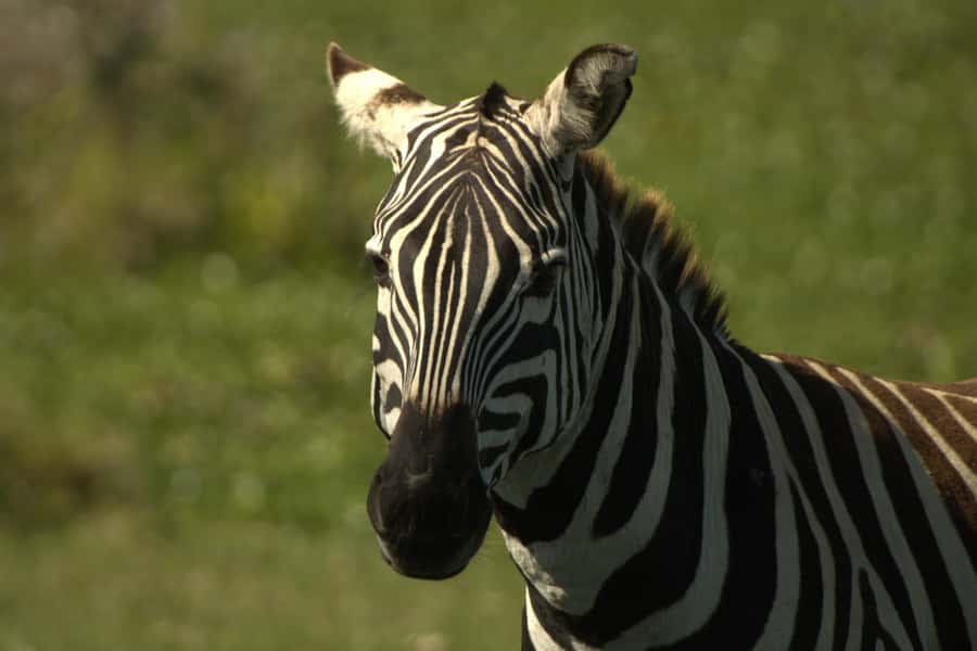 Hell's Gate & Lake Naivasha: Bike Tour, Hike & Boat Ride - Fishermans Campsite and the optional night outdoors