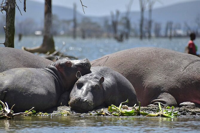 Hell's Gate National Park and Lake Naivasha Private Tour - Booking, weather, and cancellation details