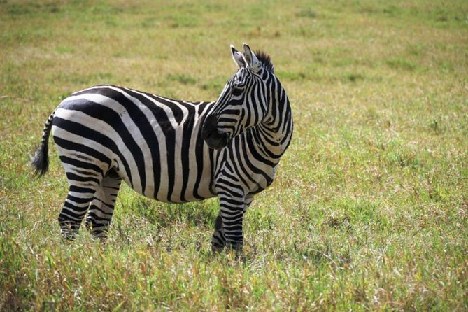 Hells Gate Excursion in Naivasha - Five hours among zebras and giraffes