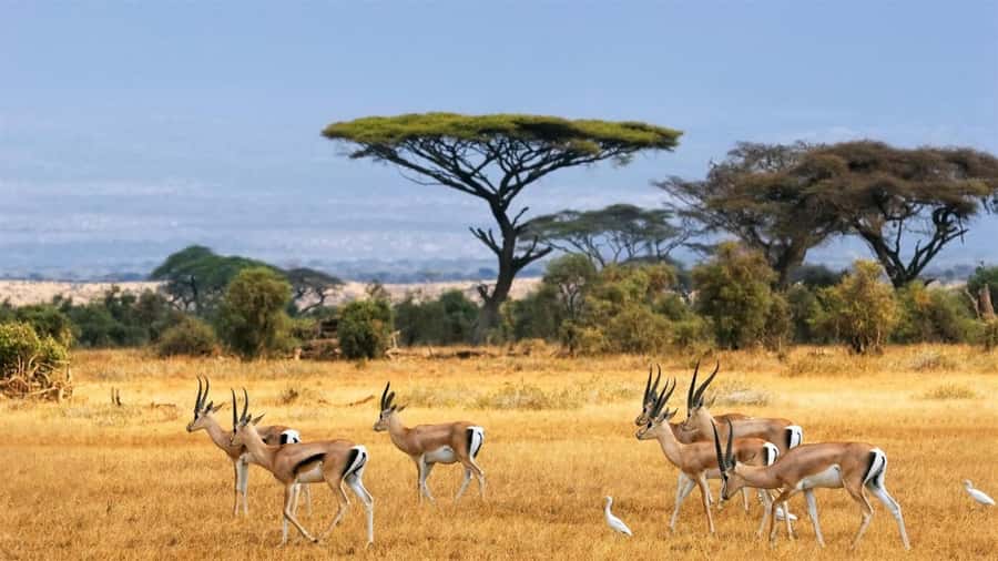 Hells Gate National Park and Lake Naivasha Day Tour - Key points to know before booking