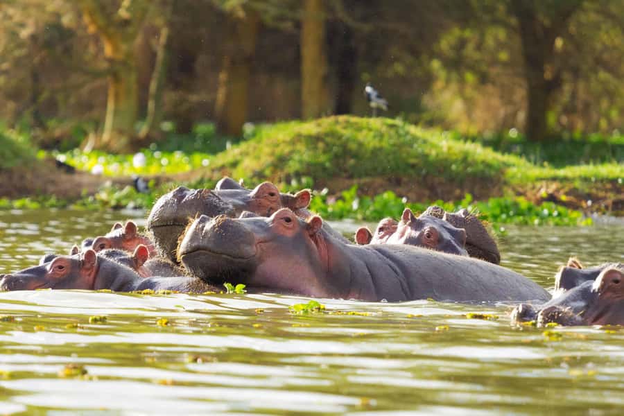 Hellsgate and Lake Naivasha Day Trip from Nairobi - Key points at a glance