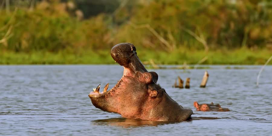 Hellsgate and Lake Naivasha Day Trip from Nairobi - Lake Naivasha and the optional boat ride