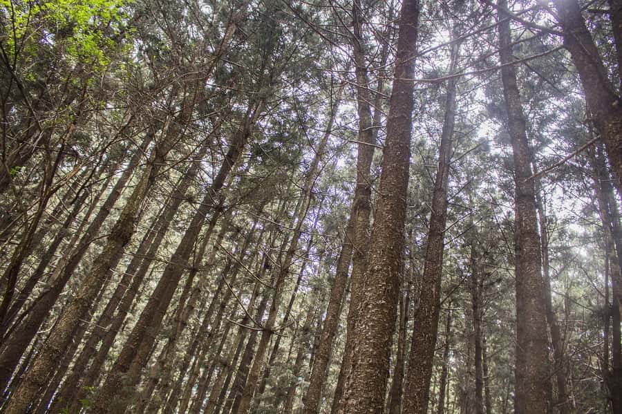Hike in The Karura Forest - Meeting Musa and setting the pace