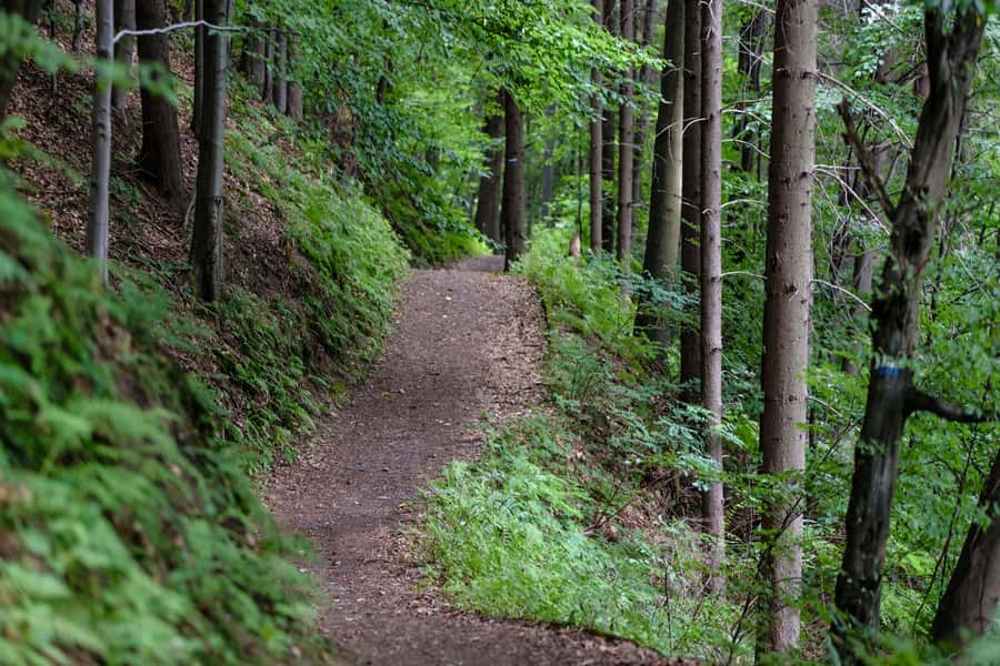 Hike in The Karura Forest - Practical preparation for Karura Forest