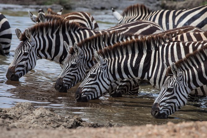 Introducing Kenya Safari Package - Key points to know before booking