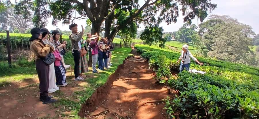 Kaimbethu tea farm tour and lunch package - Into the indigenous forest