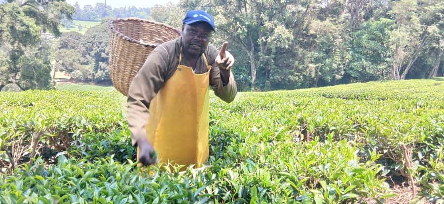Kaimbethu tea farm tour and lunch package - What $50 buys, and what to check
