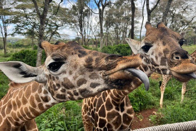Karen Blixen Museum, Beads craft and Giraffe Day tour - Seeing the work behind Kenyan bead crafts