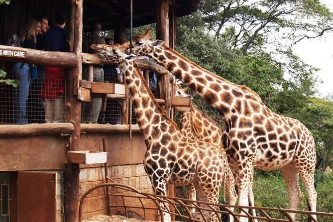 Karen Blixen Museum & Giraffe Centre Half day tour - Key points to know before booking