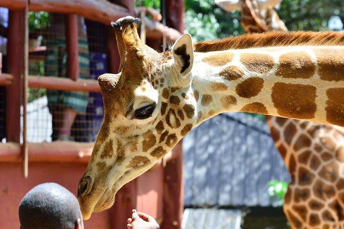 Karen Blixen Museum & Giraffe Centre Half day tour - Inside Karen Blixen’s 1912 home