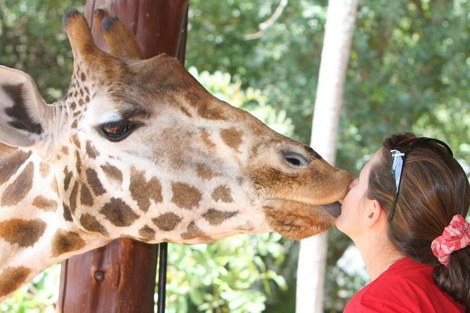 Karen Blixen Museum & Giraffe Centre Half day tour - Hotel transfers and the importance of timing