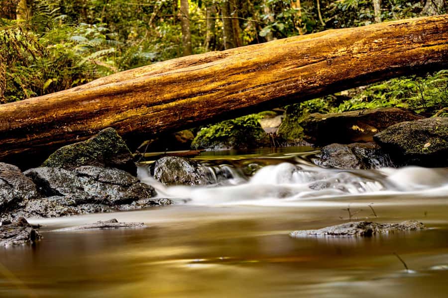 Karura forest A walking tour from Nairobi - Why the forest matters beyond the trees