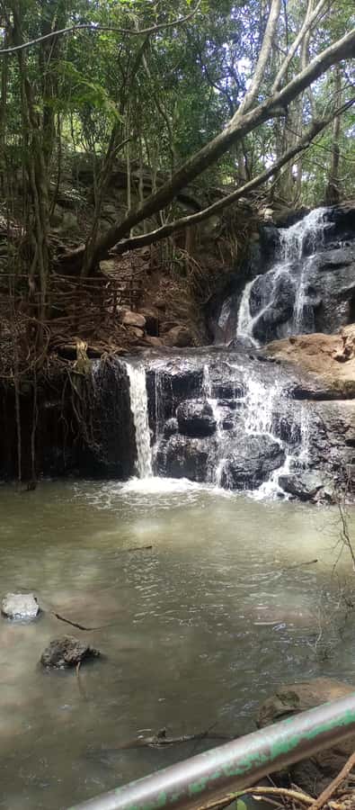 Karura forest: A walking tour into Nairobi's Nature Oasis - Under the canopy: monkeys, birds, and butterflies
