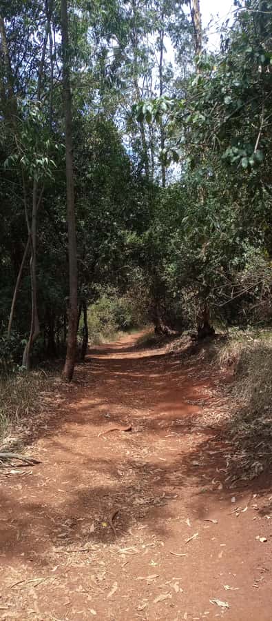 Karura forest: A walking tour into Nairobi's Nature Oasis - The Mau Mau Caves and Kenya’s independence struggle