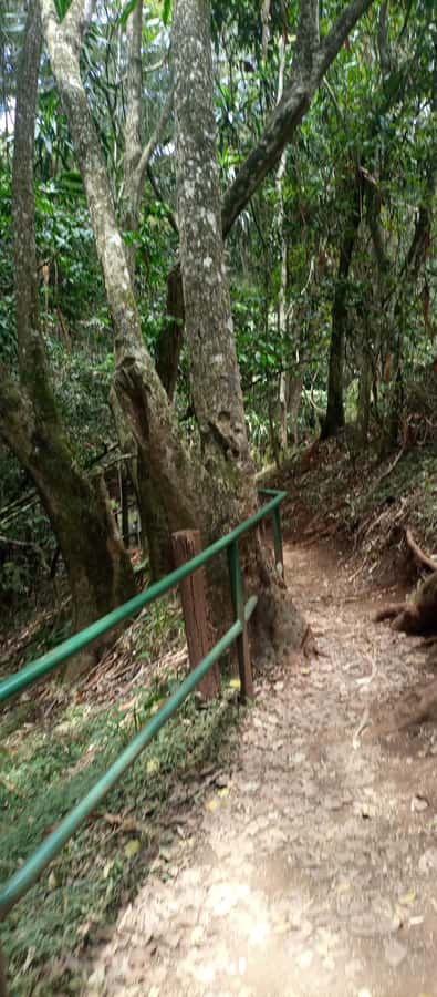 Karura forest: A walking tour into Nairobi's Nature Oasis - The Fig Tree Circuit and slower forest moments