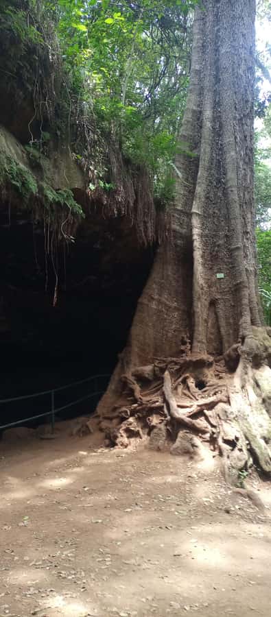 Karura forest: A walking tour into Nairobi's Nature Oasis - What the $50 price really covers