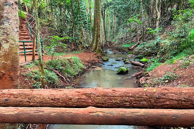 Karura Forest Nature Trail - Wildlife and bird-watching along the way