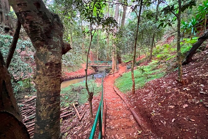 Karura Forest Nature Trail - A private guide changes the feel of the outing