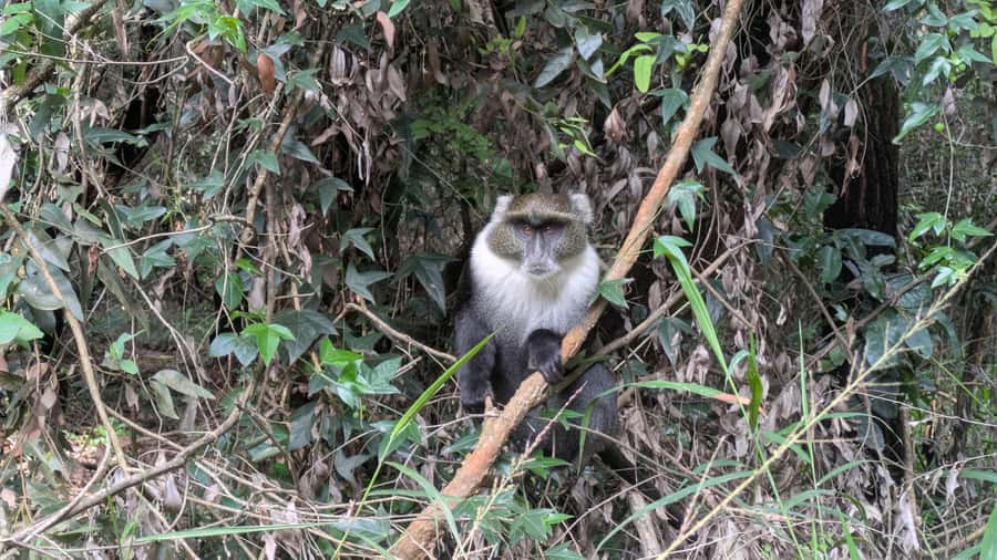 Karura Forest: Walking tour with Nature and Waterfalls. - A 20-minute pause at The River Café
