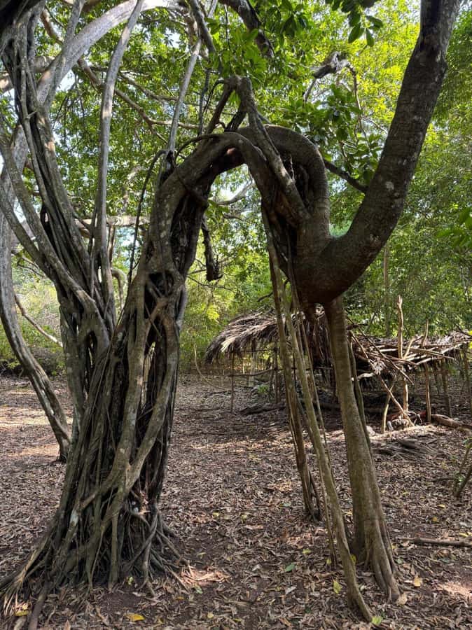 Kaya Kinondo Sacred Forest Guided Tour - The forest trail and its ancient trees