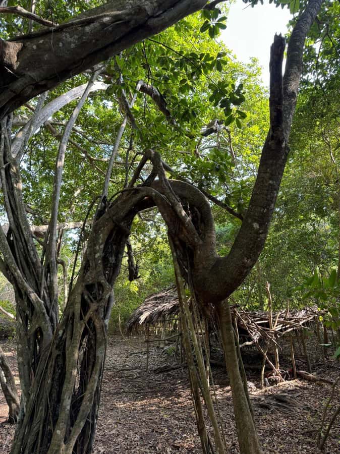 Kaya Kinondo Sacred Forest Guided Tour - A welcome, briefing, and traditional dress