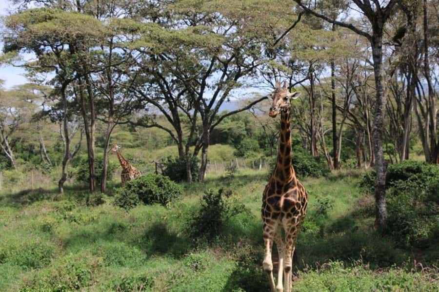 Kenya: 7-Day Big 5 Safari Tour from Nairobi - Key points to know before booking