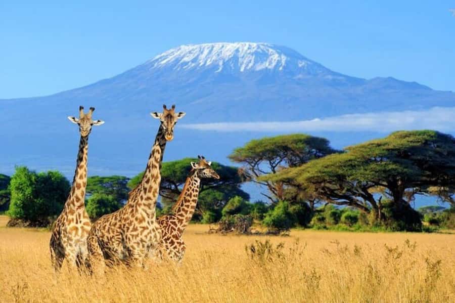 Kenya: 7-Day Big 5 Safari Tour from Nairobi - Why this seven-day route works