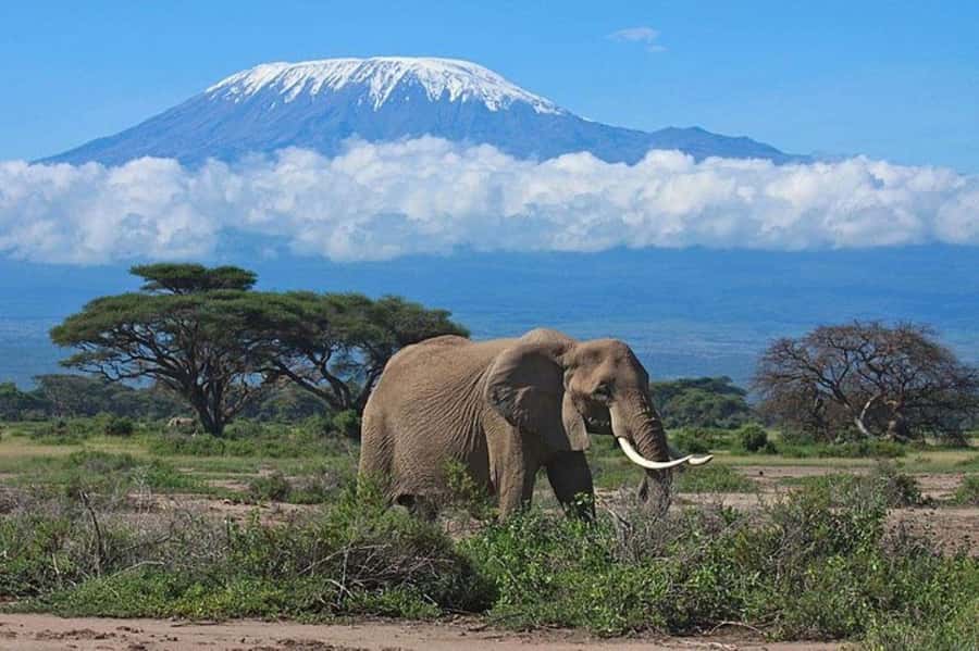 Kenya: 7-Day Big 5 Safari Tour from Nairobi - Day 2: A full Maasai Mara day and the Mara River