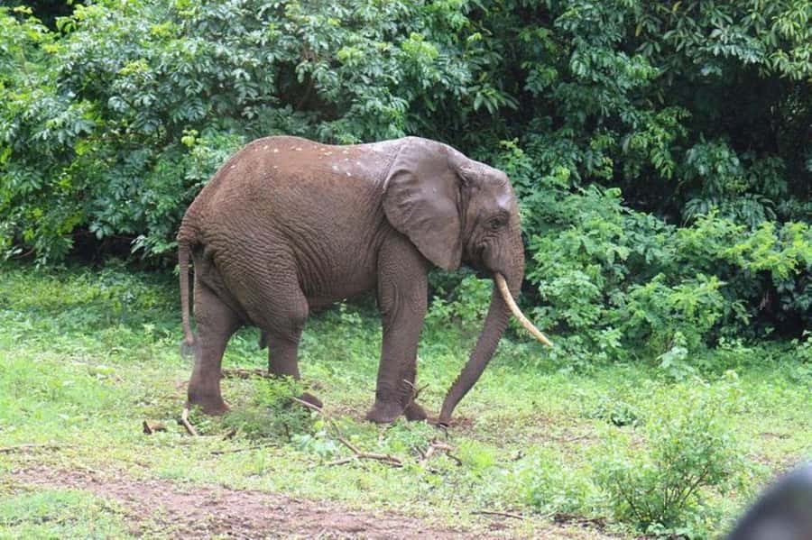 Kenya: 7-Day Big 5 Safari Tour from Nairobi - Day 5: The long road to Amboseli