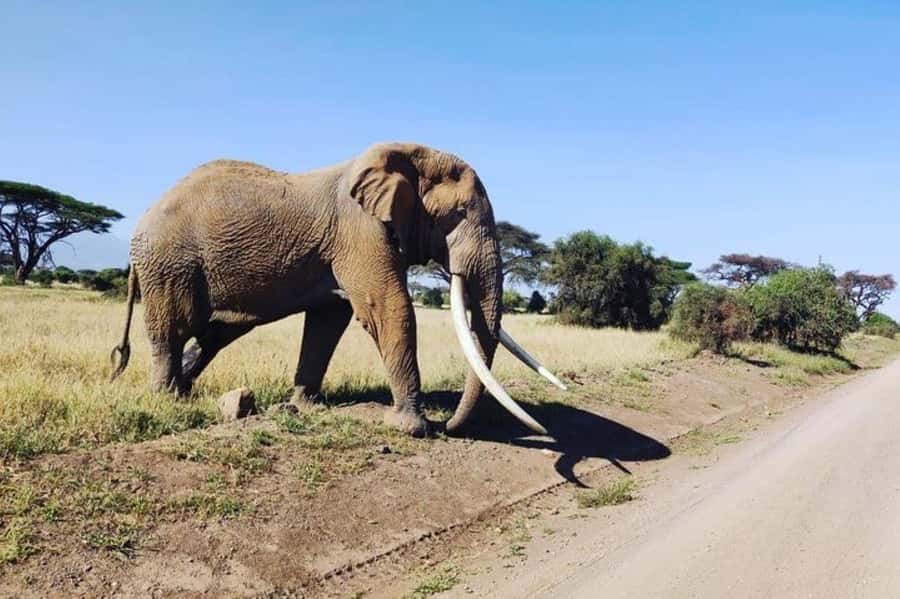 Kenya: 7-Day Big 5 Safari Tour from Nairobi - Day 1: Nairobi to Maasai Mara through the Great Rift Valley