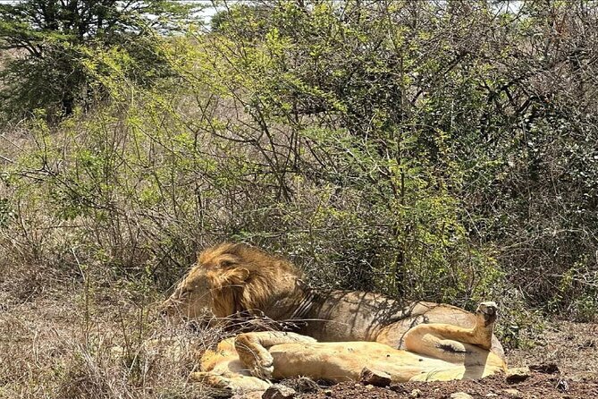 Kenya safari - Day 6: Balloon flight and Maasai culture