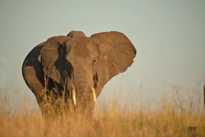 Kenya Safari: Amboseli, Lake Naivasha & Masai Mara - Days 5 and 6: Two full safari days in Masai Mara