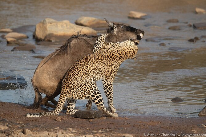 Kenya Safari: Amboseli, Lake Naivasha & Masai Mara - Day 7: Returning to Nairobi and the airport