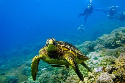 Kisite Marine Park Private Boat Snorkeling with breakfast & Lunch